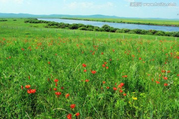 夏季开满野花的边境草原