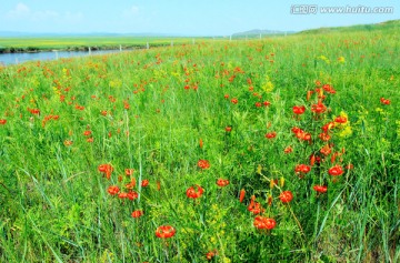 夏季开满红色野花的草原