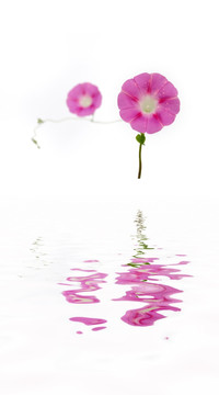 兩朵粉色朝顏花