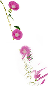 花開