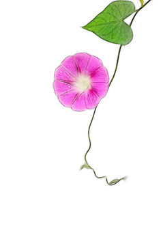 純美朝顏純美花