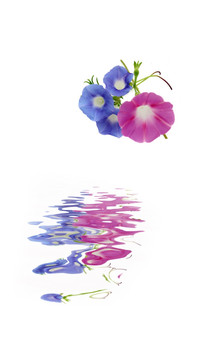 畫(huà)中花