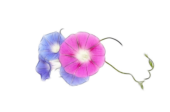 喇叭花素材