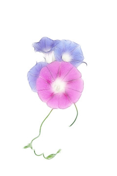 朝顏花素材