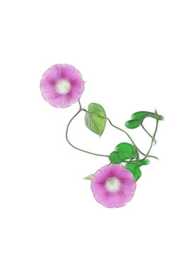 朝顏花創(chuàng)意素材