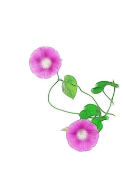 朝顏花創(chuàng)意素材
