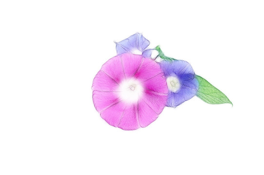 朝顏花創(chuàng)意素材