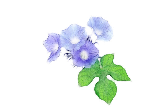 朝顏花創(chuàng)意素材
