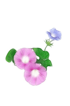 喇叭花設(shè)計(jì)素材