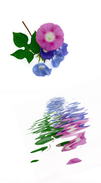 畫(huà)中花