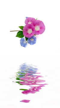 朝顏花開花色艷