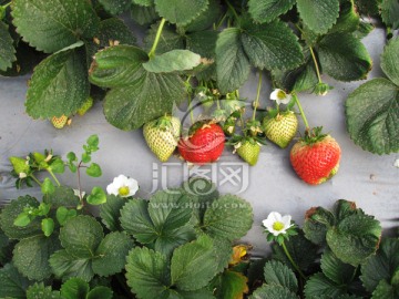 生长的草莓
