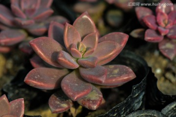 多肉植物