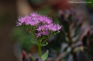 多肉植物