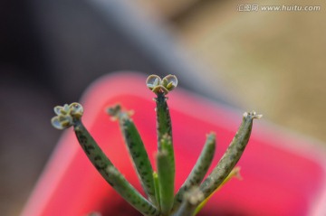 多肉植物