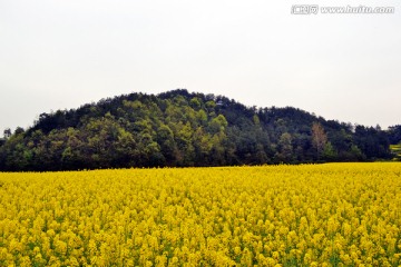 山脚下的油菜花