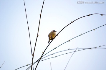 竹子上的小鸟