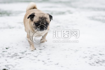 雪地里的巴哥