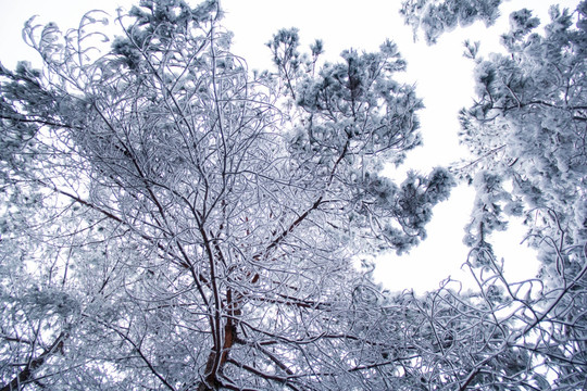 雪景