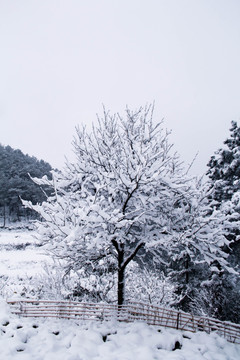 雪景