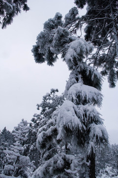 雪景