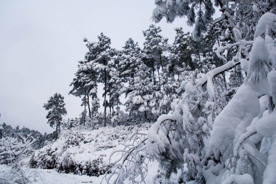 雪景