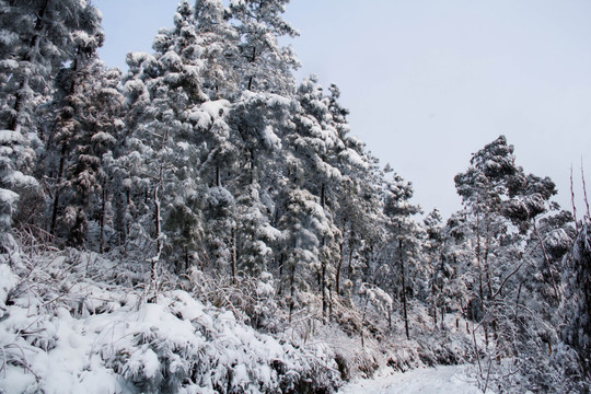 雪景