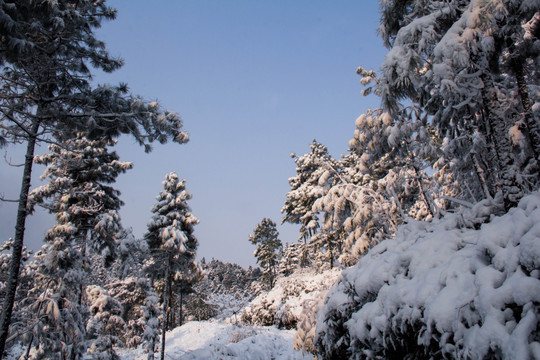 雪景