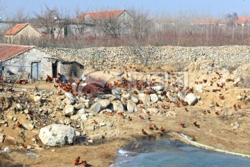 养鸡场 散养鸡