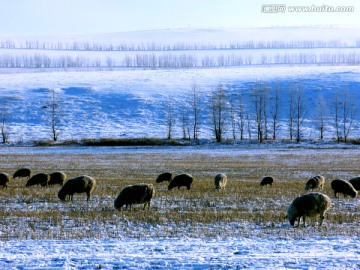 冬季极寒放牧羊群