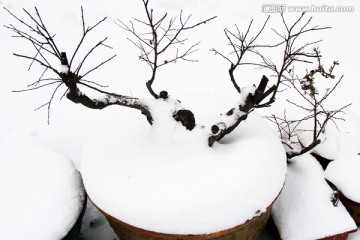 雪中盆景