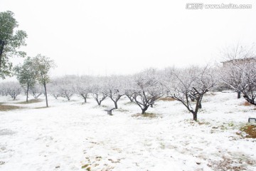 下雪天树枝雪地积雪