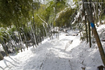 翠竹 雪地小路