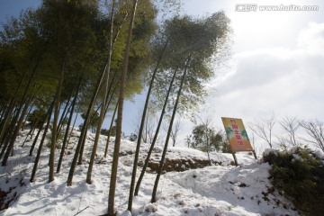 翠竹 雪景