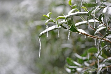 茶树