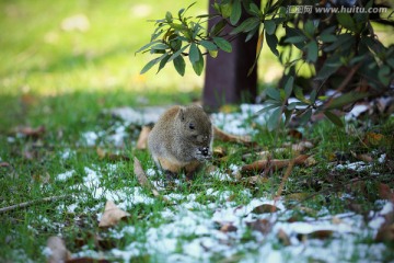 雪地觅食松鼠