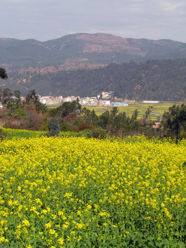 山里的油菜花