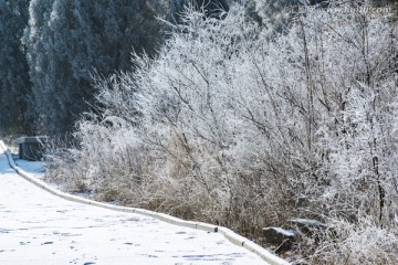 仰天山霧淞 冬 雪 霧淞 霧
