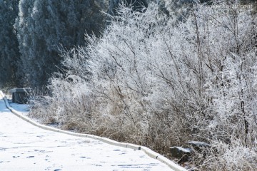 仰天山雾淞 冬 雪 雾淞 雾