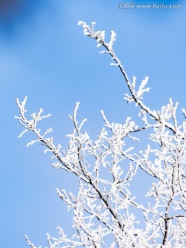 仰天山雾淞 冬 雪 雾淞 雾