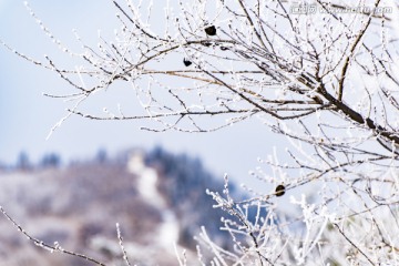 仰天山雾淞 冬 雪 雾淞 雾