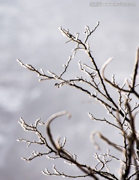 仰天山霧淞 冬 雪 霧淞