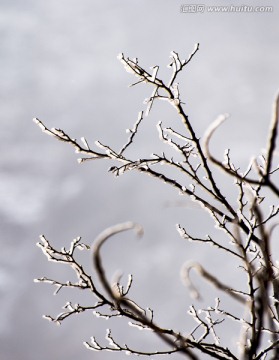 仰天山雾淞 冬 雪 雾淞