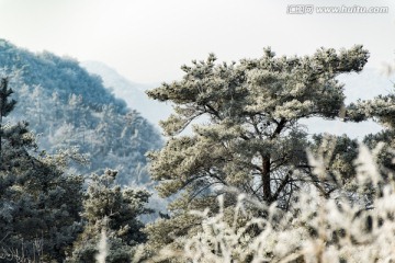 仰天山雾淞 冬 雪 雾淞