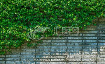 绿墙 植物墙
