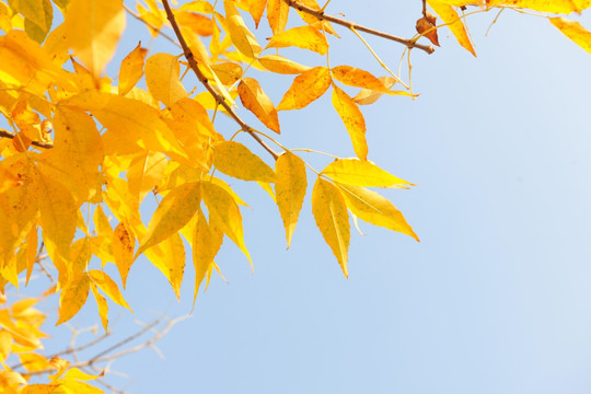 秋景 秋季树叶 黄叶