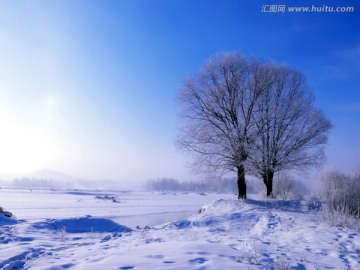 冬季雪地雾淞树木