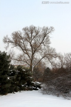 树 树枝 树木 冬天的树 天空