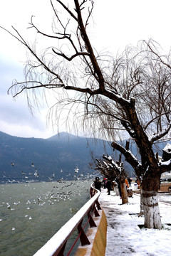 雪景