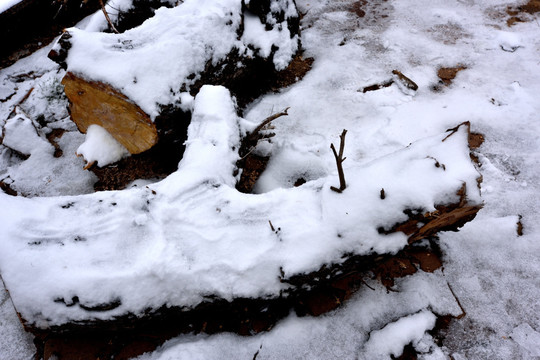 雪地